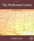 The Prefrontal Cortex Image